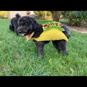 ☀️☀️HOST PIC ☀️☀️Adorable taco dog costume 🌮